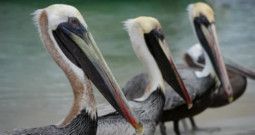 Brown pelican (Pelecanus occidentalis), Guadeloupe, french caribbean islands