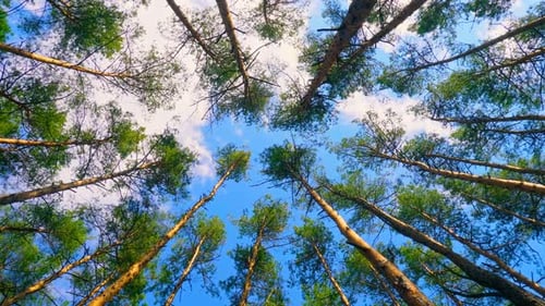 Forest Wood Tree Sun Sky Top Leaves Wind Summer Beautiful Nature Green