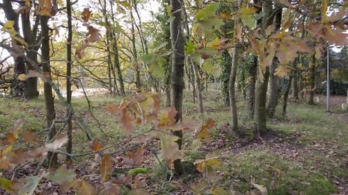 dry leaves and branches are blown by the wind in autumn