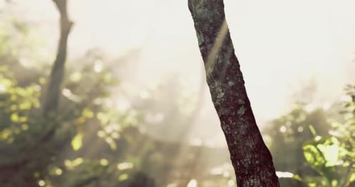 Sunlight Filters Through Trees in a Serene Forest During Early Morning Hours