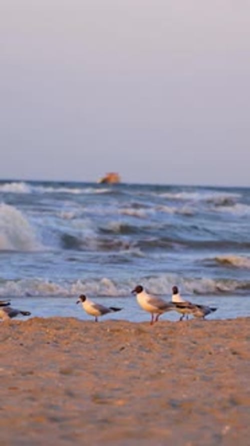 Möwen am Meeresstrand. Schwarm Möwen, die am Strand sitzen und fliegen