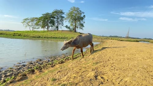 Buffalo calf running down to the river