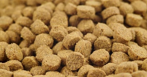 Close Up of Dry Pet Food