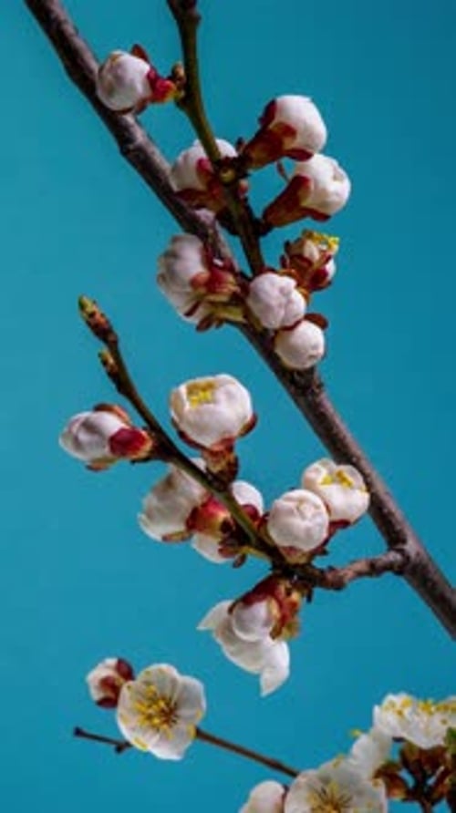 Blossoms Bloom in Time Lapse on Blue