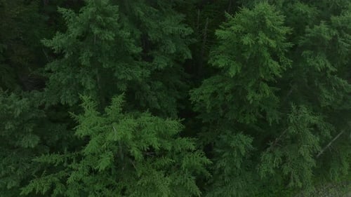 Aerial Photography of Green Trees in the Fog