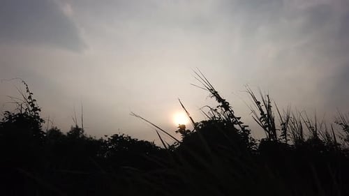Silhouette of plants at sunset
