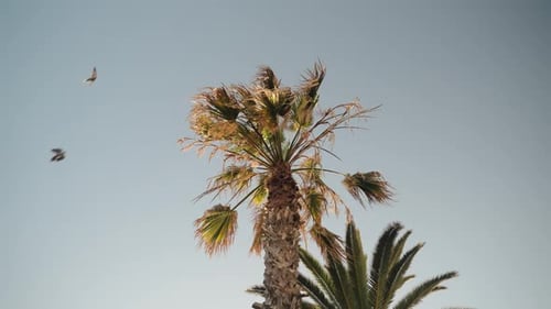 Birds Flying Over Palm Trees On Clear Sky In Essaouira, Morocco. Low Angle Shot
