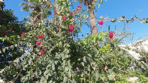 Panning up view of pink bougainvillea glabra scrambling over palm tree against blue sky on a sunny d