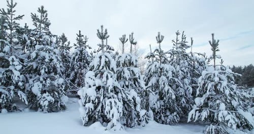 Vista de los hermosos árboles cubiertos de nieve en el bosque
