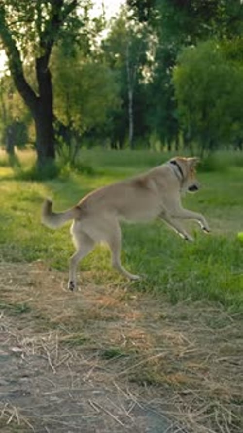 Dog Playing Fetch in Park on Sunny Day