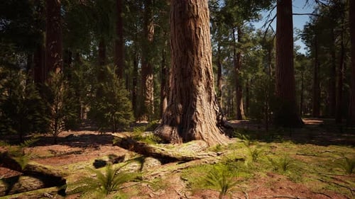 Classic View of Famous Giant Sequoia Trees