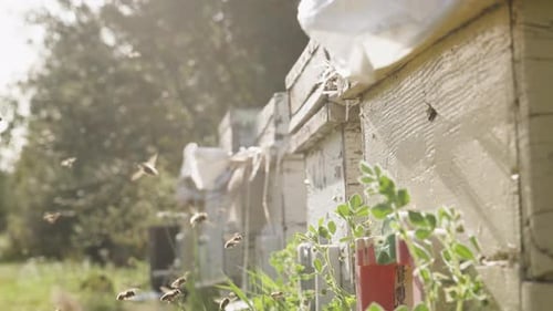 Bees carry nectar for honey under the sunlight in the forest. Rows of hives at the apiary.