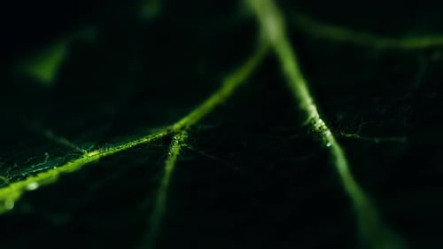 Intricate and Detailed Leaf Veins Set Against a Rich Dark Green Background for Contrast