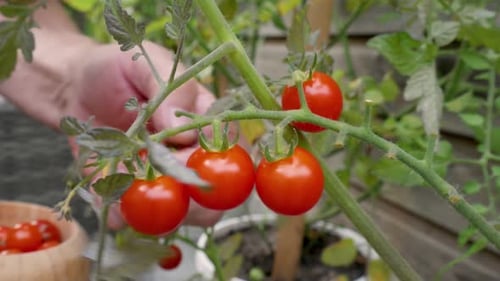 Caucasian man carefully pick ripe tomatoes from a tomato bush in the garden and puts them in a bowl.