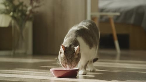 Gray and White Cat Drinking Milk Indoors