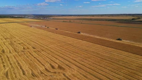Drone View of Various Agriculture Machine Collects Ripe Wheat Field.