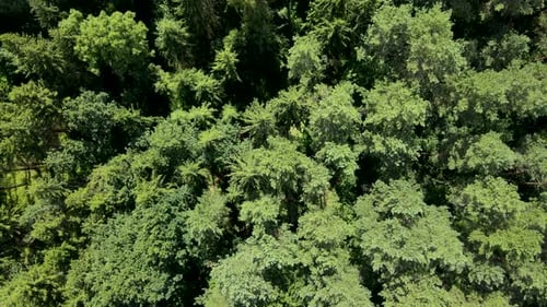 Ascending Aerial top down shot of illuminated treetops of fir forest during sunny day