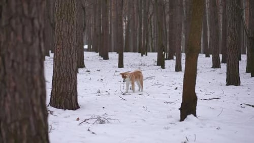 Wide Shot Winter Forest with Curious Dog Standing on White Snow Between Trees Start Running to