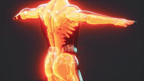 Futuristic Human Anatomy Scan Revealing Muscular System and Skeleton