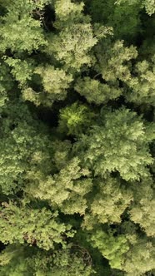 Aerial View of Dense Green Forest Canopy Vertical Video