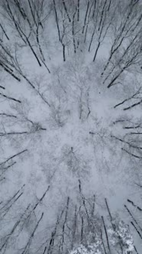 Top View of Towering Trees in Cold Winter Forest