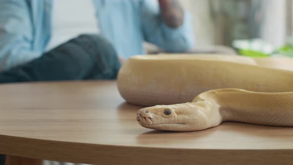 Yellow Python Wrapping on Table while Owner Having Phone Talk in ...