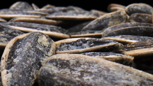 Extreme Close Up of Black Sunflower Seeds