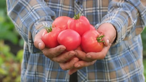 Hand of Farmer Man Red Tomatoes Vegetables Garden Farming Agriculture Harvesting Organic Healthy