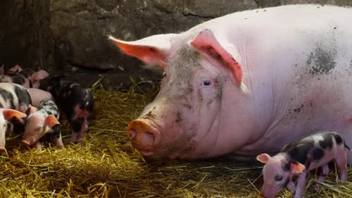 In the Barn a Big Pig Looks After Little Piglets