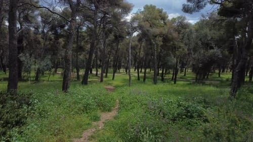 Aerial footage of pine trees | Flying slow in low altitude over a trail in pine forest during spring
