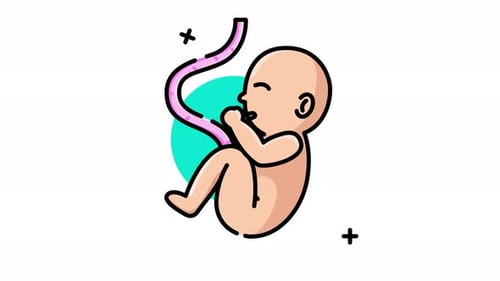 Fetus