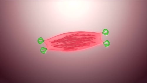 Muscle fiber anatomy with green receptors on pink background
