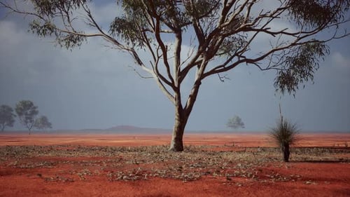 Australian Outback Desert Landscape with Eucalyptus Tree Motion