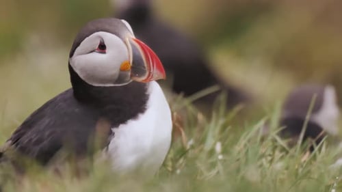 Close up of a puffin surrounded by grass and looking around with curiosity
