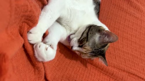 Cat Licking its Paws on Orange Blanket