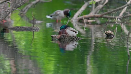 Ducks Resting Peacefully in Natural Pond Setting