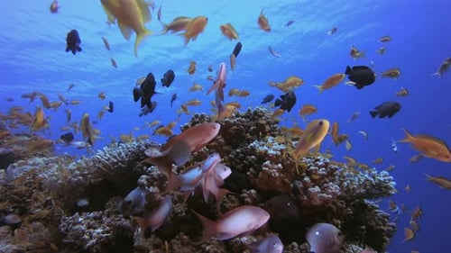 Tropical Fish and Coral Reef