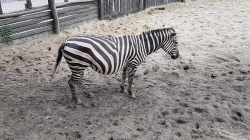 Zebra Standing Calmly in Outdoor Enclosure