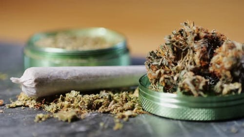 Medical Marijuana Bud Flowers of Cannabis with Big Joint and Grinder and Shredded Cannabis THC CBD
