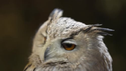 Nahaufnahme einer niedlichen weißen eurasischen Uhu (Bubo Bubo), die blinzelnd ihren Kopf um 270 Grad dreht