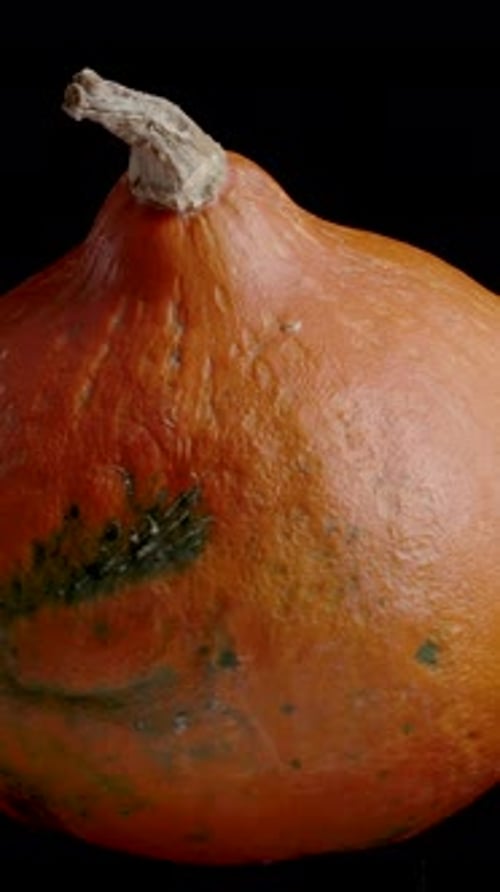 Vertical video. Orange Hokkaido Pumpkin, isolated, looped video.