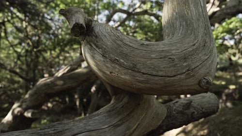 Dry dead dry twisted tree branch in woodland area, close up view
