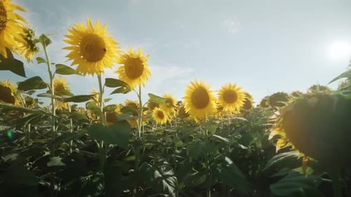 Tournesols éclatants au soleil