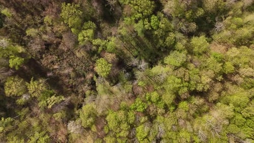 Vista aérea de un paisaje boscoso en primavera