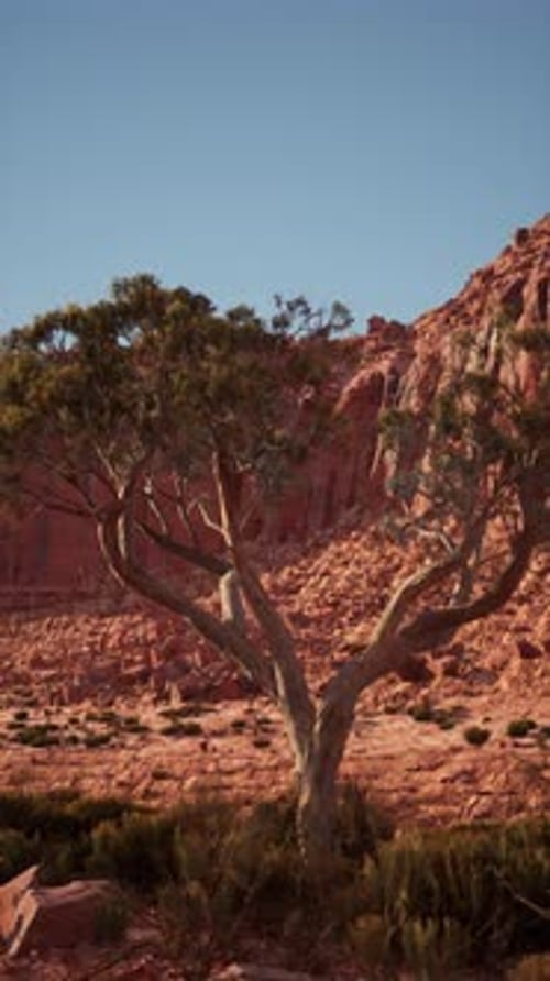 Lone Tree Stands in Nevada Desert