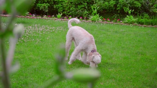 White Labradoodle Sniffing. Dog Sniffing Green Grass. Dog Looking Down. Smart Dog