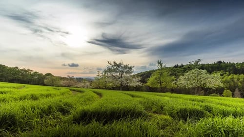 Evening Sun in a Cloudy Sky Illuminates a Hilly Valley with Blooming Orchards Meadows and Forests