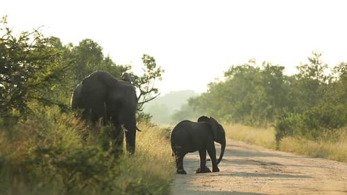 Wide shot of a African elephant cow and her calf standing next to the road in beautiful morning ligh