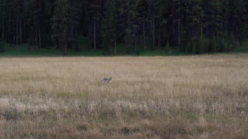 Lone Wolf Walking Through Golden Meadow