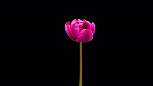 Time Lapse of Flowering Tulip on Black Background Spring Timelapse of Tulips Flowers